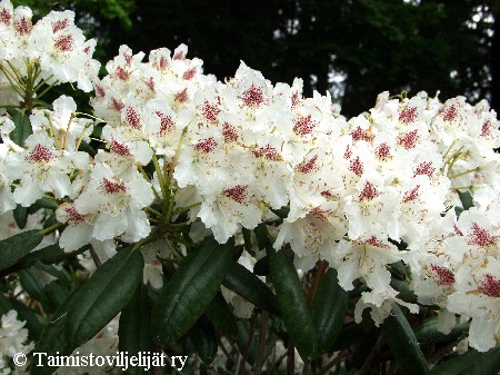 Rhododendron Tigerstedtii-Ryhmä 'P.M.A. Tigerstedt'